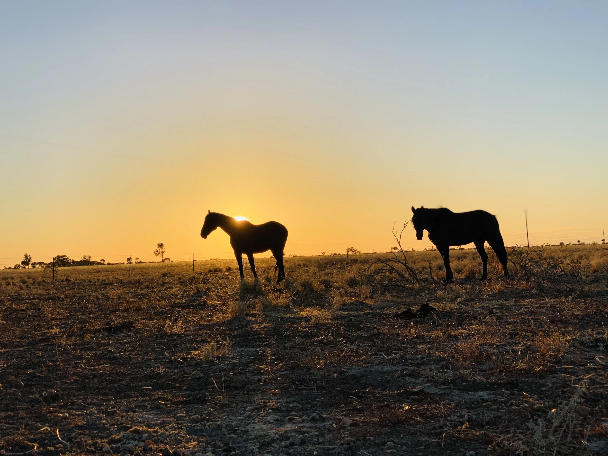 Preventing Nutrition Based Disease  During Drought