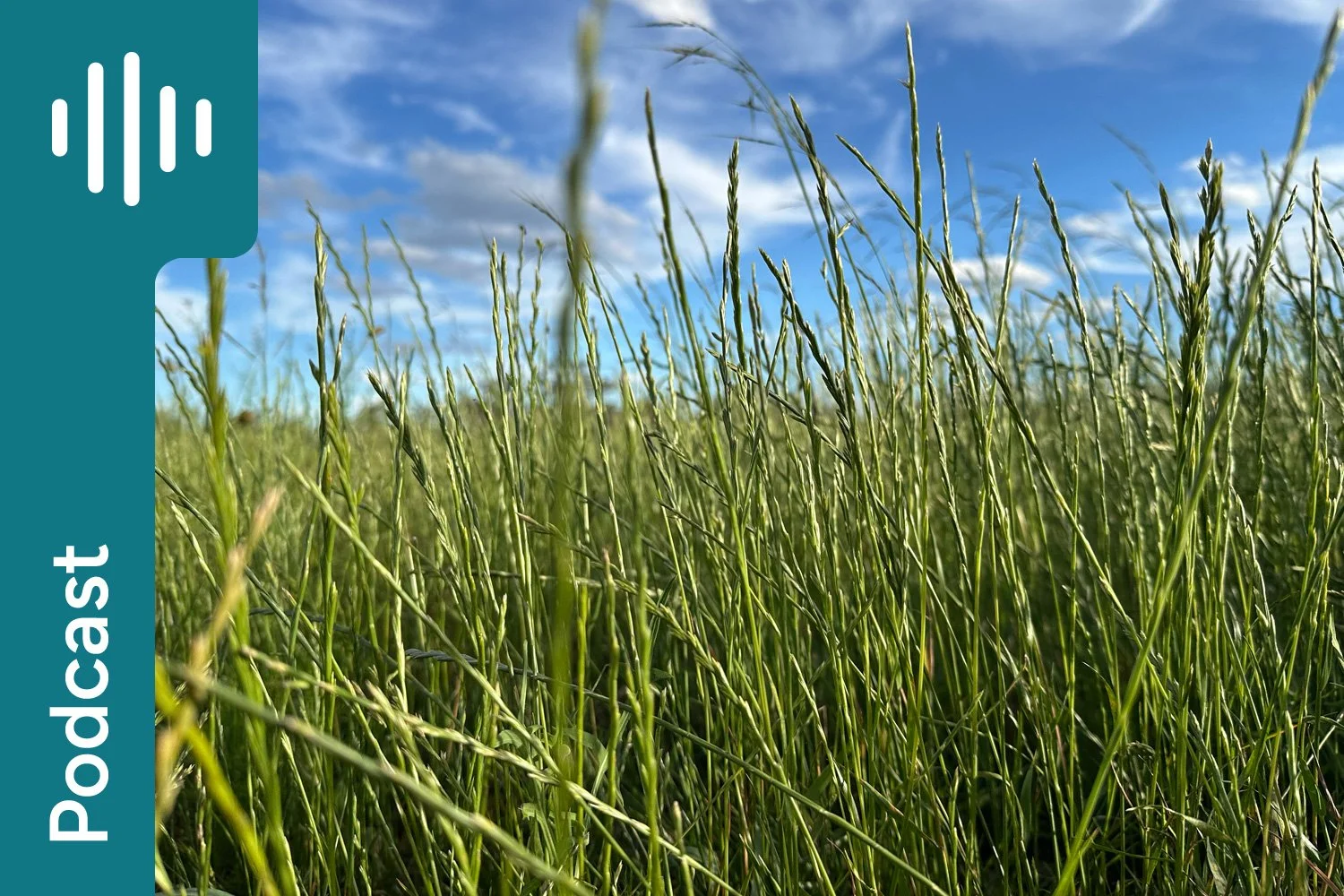 Q&amp;A: Ryegrass Staggers, Mycotoxins, Grain Processing &amp; Faecal pH