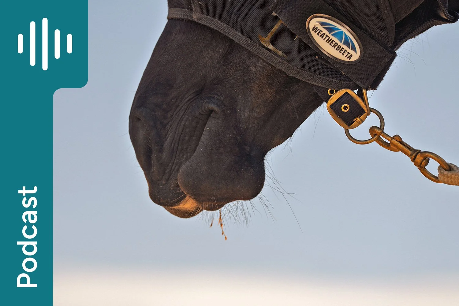 Q&amp;A: How racehorses are thriving on more fibre, less grain 