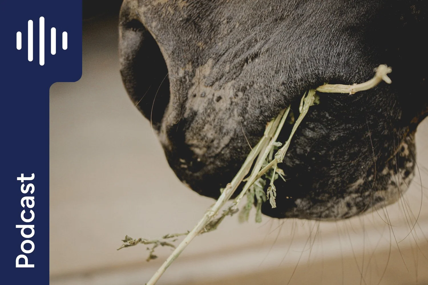 Understanding Hay &amp; Pasture Testing for Horses