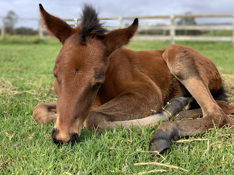 Rearing the Orphan Foal