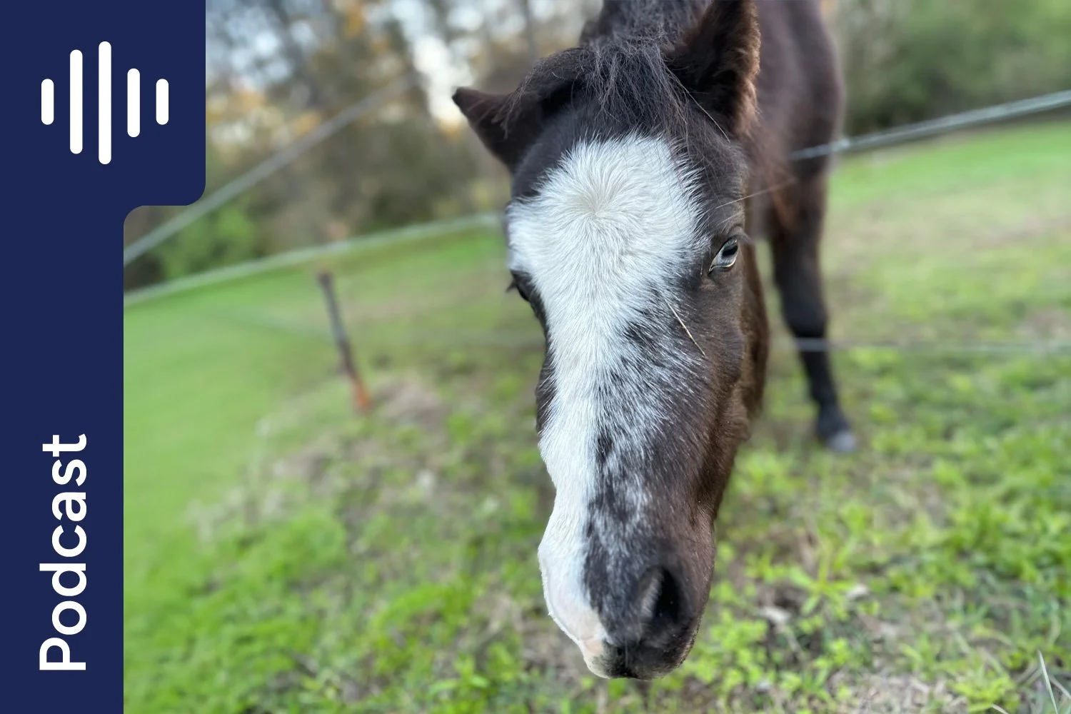 Danger in the Grass: High-Oxalate Pastures, Calcium Deficiency &amp; Bighead Disease in Horses