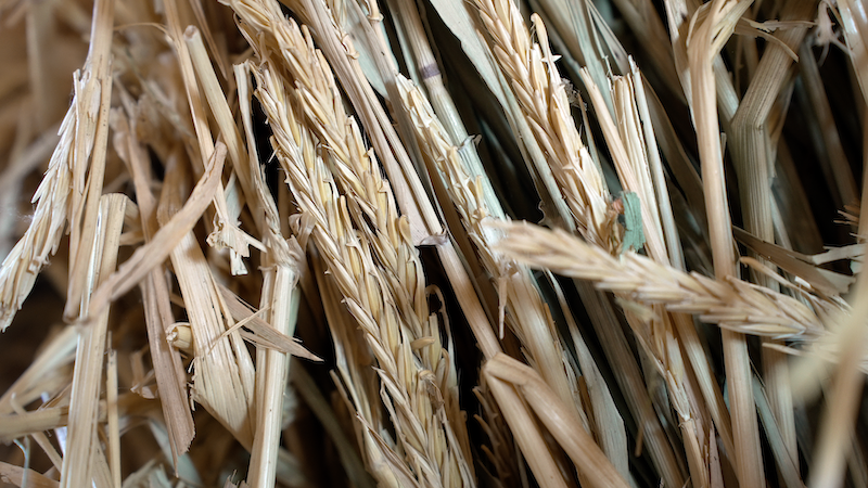 What is NSC, and is it bad for my horse?