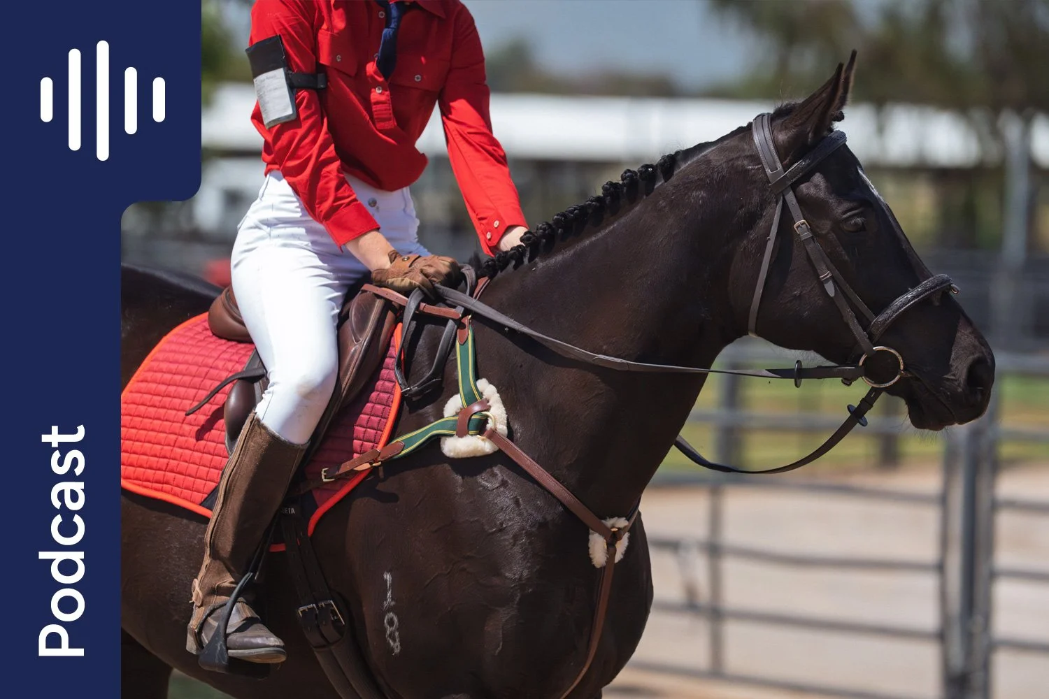 OTT Horse Nutrition: The First 12 Months Off The Track