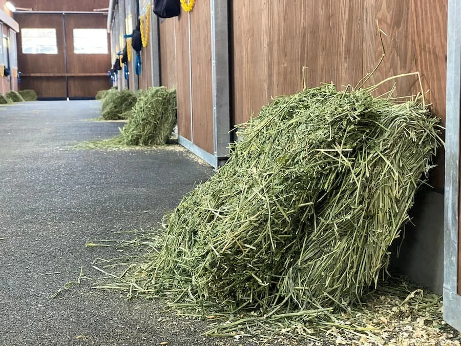 Feeding for a Healthy Gut (And the two things you must do BEFORE reaching for a supplement)