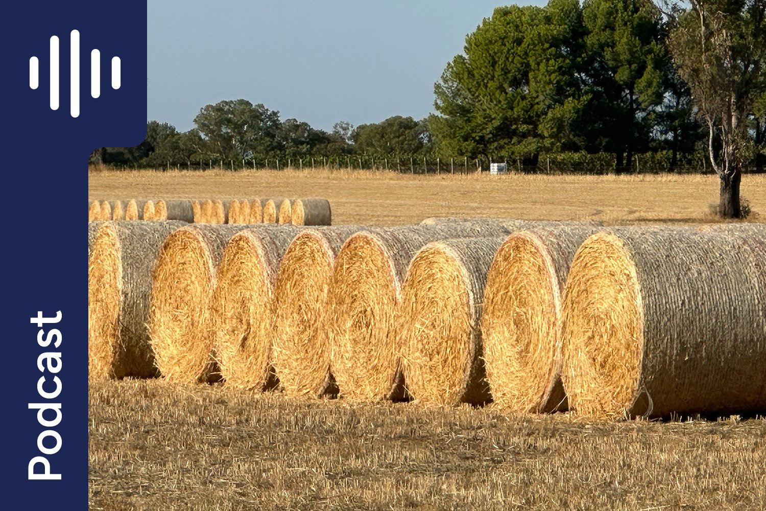 Horse Nutrition Q&amp;A: Straw, Diarrhoea, Feed Safety &amp; Muscle Building