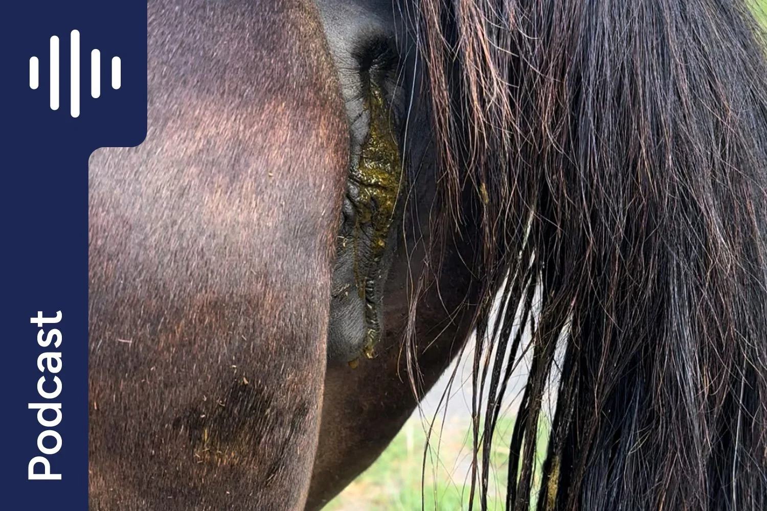 Free Faecal Water in Horses: Causes, Diet Fixes &amp; What to Try First