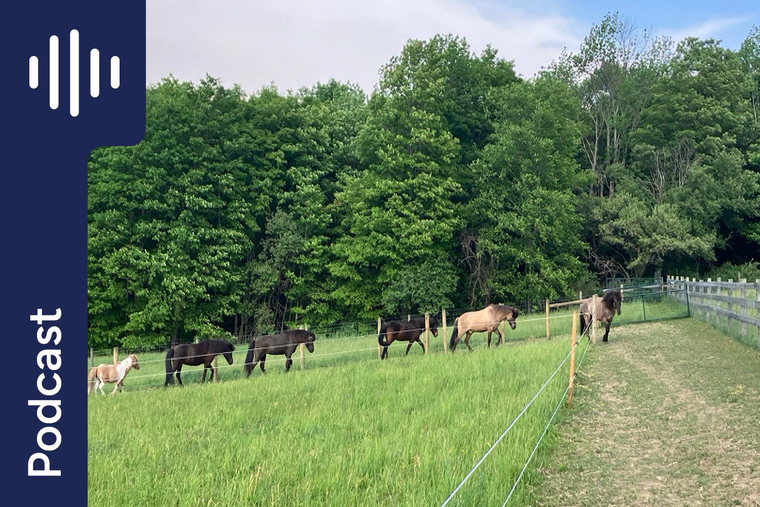 Species Appropriate Horse Keeping &amp; Why Track Systems Work