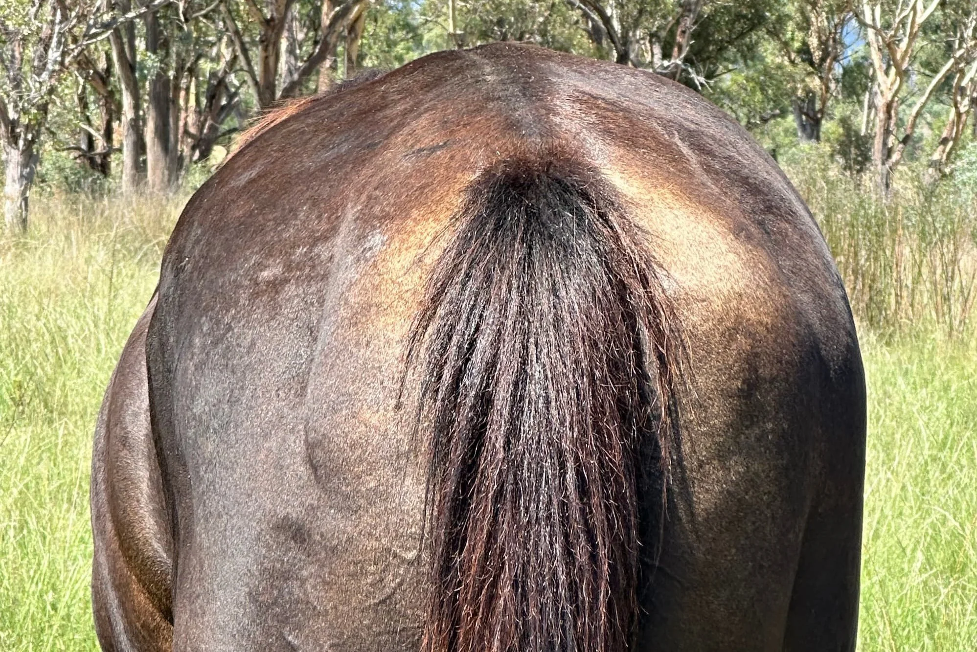 Why does my horse’s coat look so yuk?!