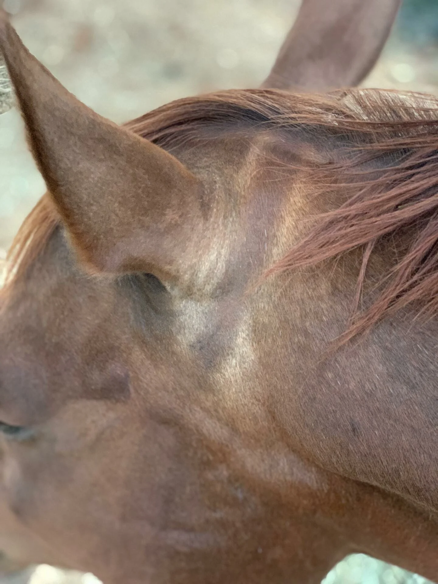 Horse-ear-with-sunbleaching1.jpg
