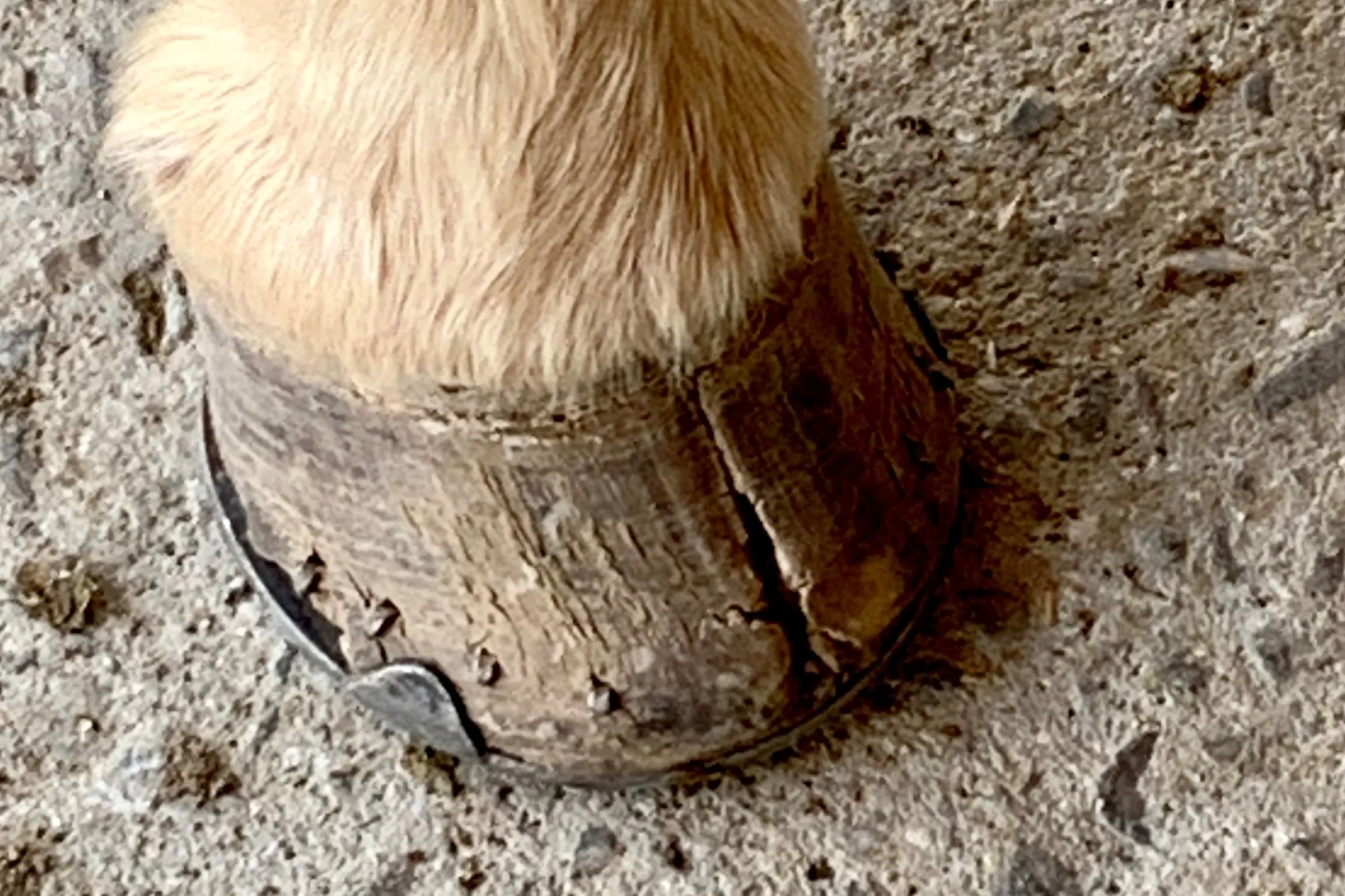 Back to Basics Hoof Nutrition