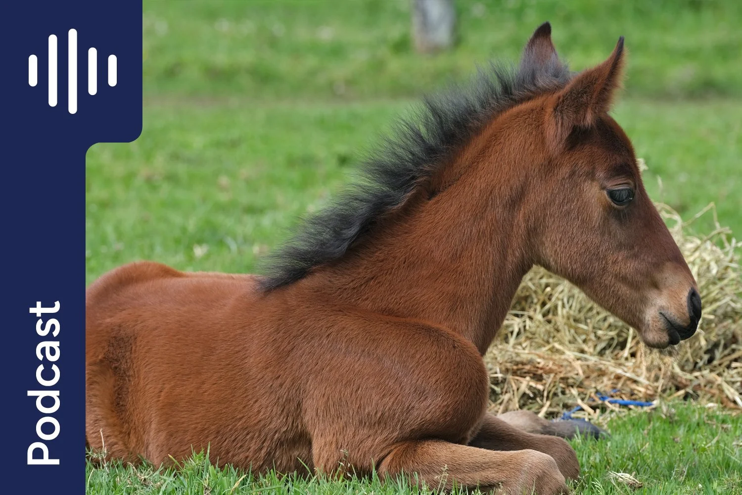 Horse Nutrition Q&amp;A: Hair Analysis vs Diet Analysis, Raw Grain Risks, Ulcers &amp; Orphan Foals