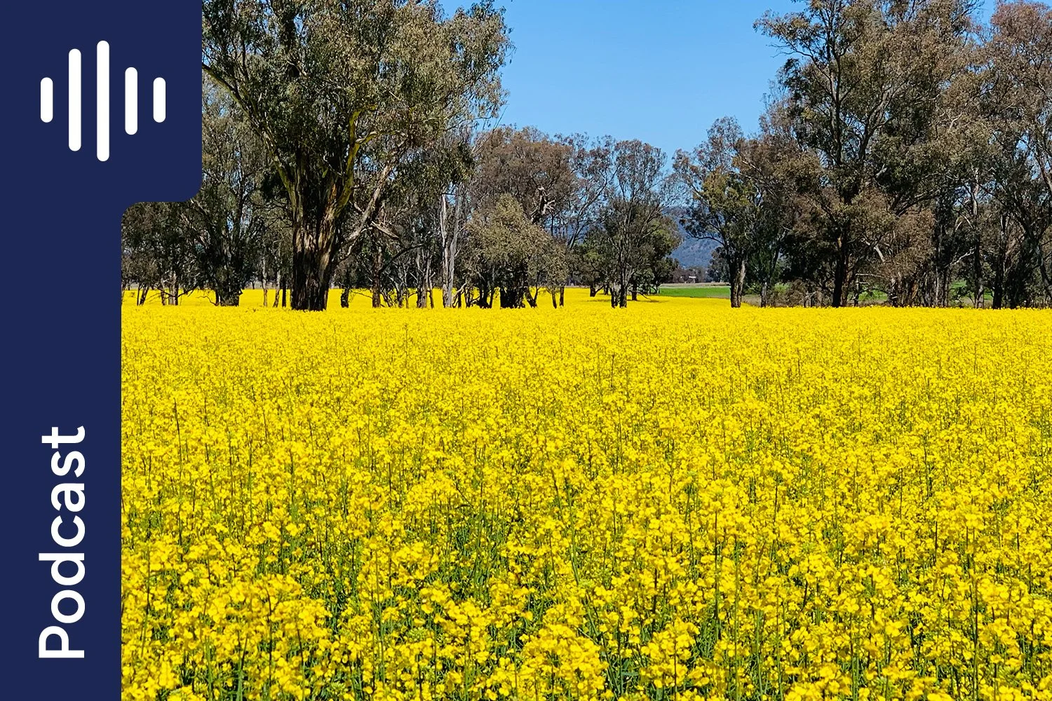 Is Canola Oil for Horses as Bad as People Think?