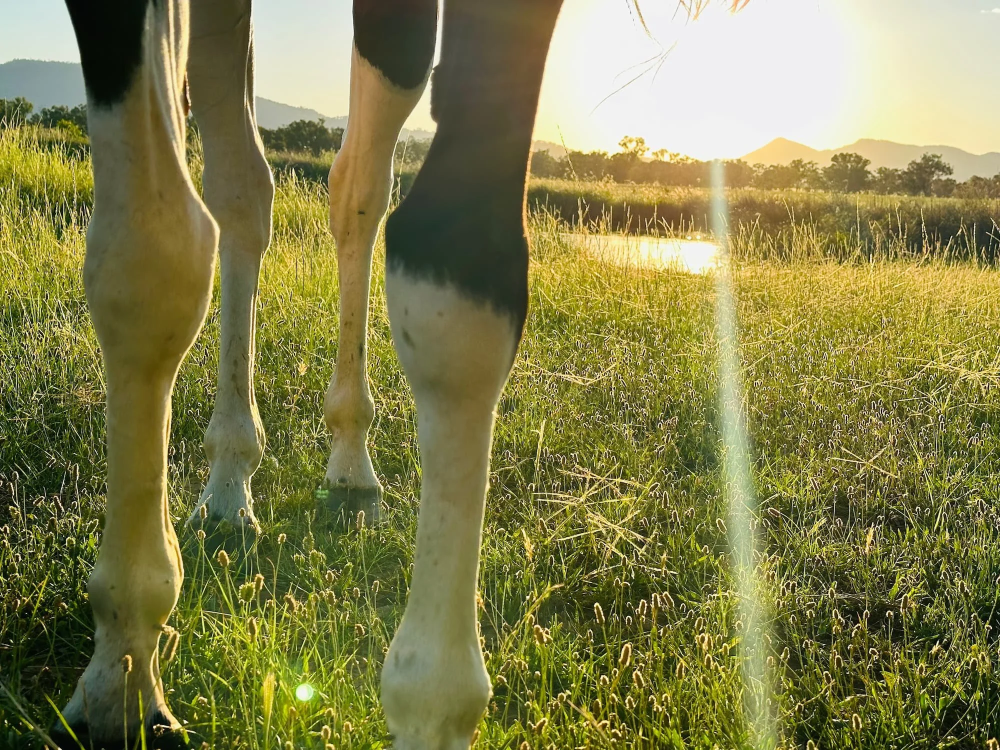 Replay: Bone health and horses with Dr Brian Nielsen