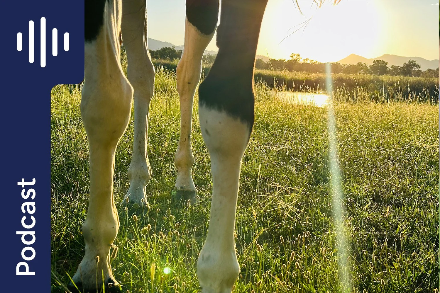 Replay: Bone health and horses with Dr Brian Nielsen