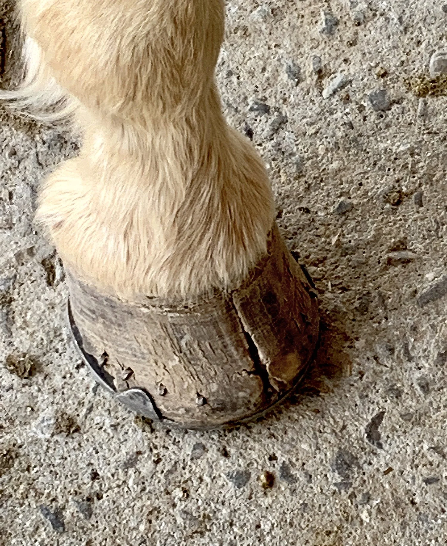 Back to Basics Hoof Nutrition