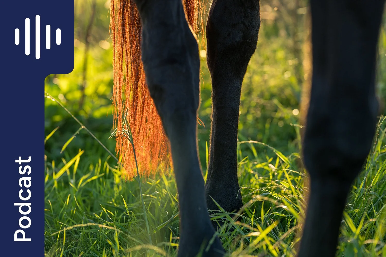 Equine Joint Health