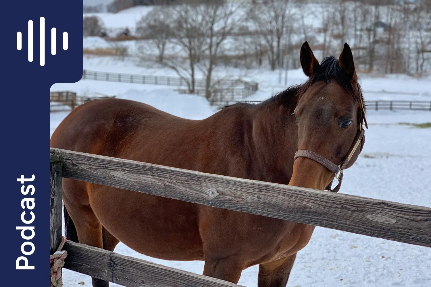 Feeding Horses in Winter
