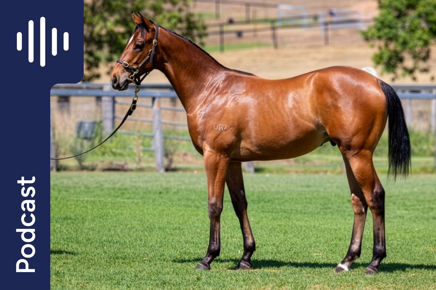 Rethinking Yearling Prep: Less Grain, More Gut Health