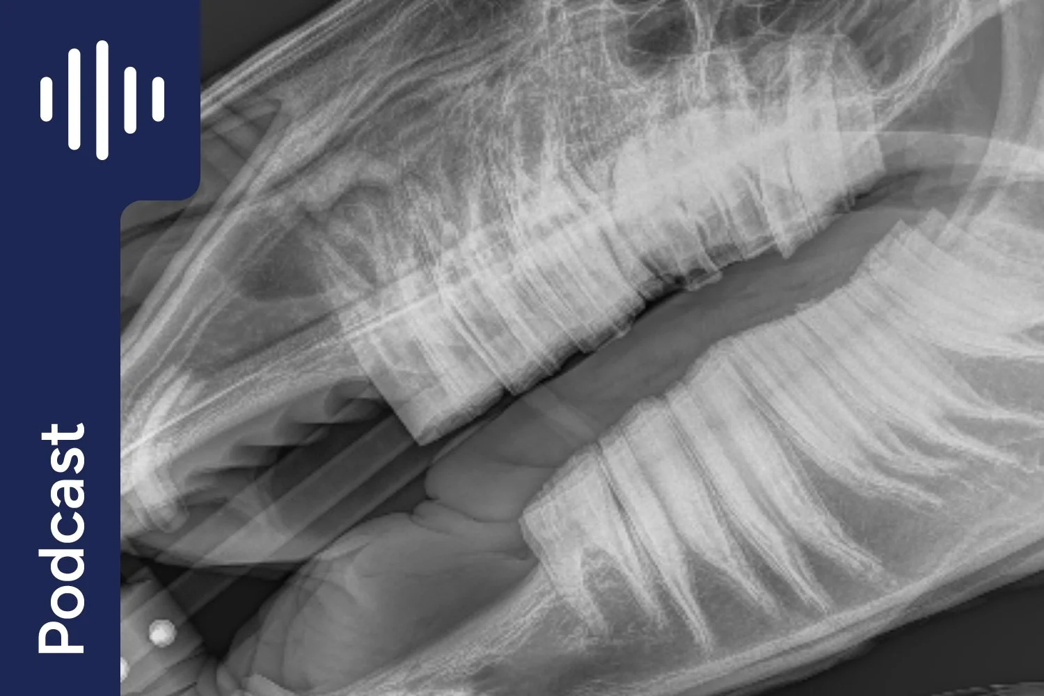 Horse Nutrition Q&amp;A: Feeding horses with dental issues