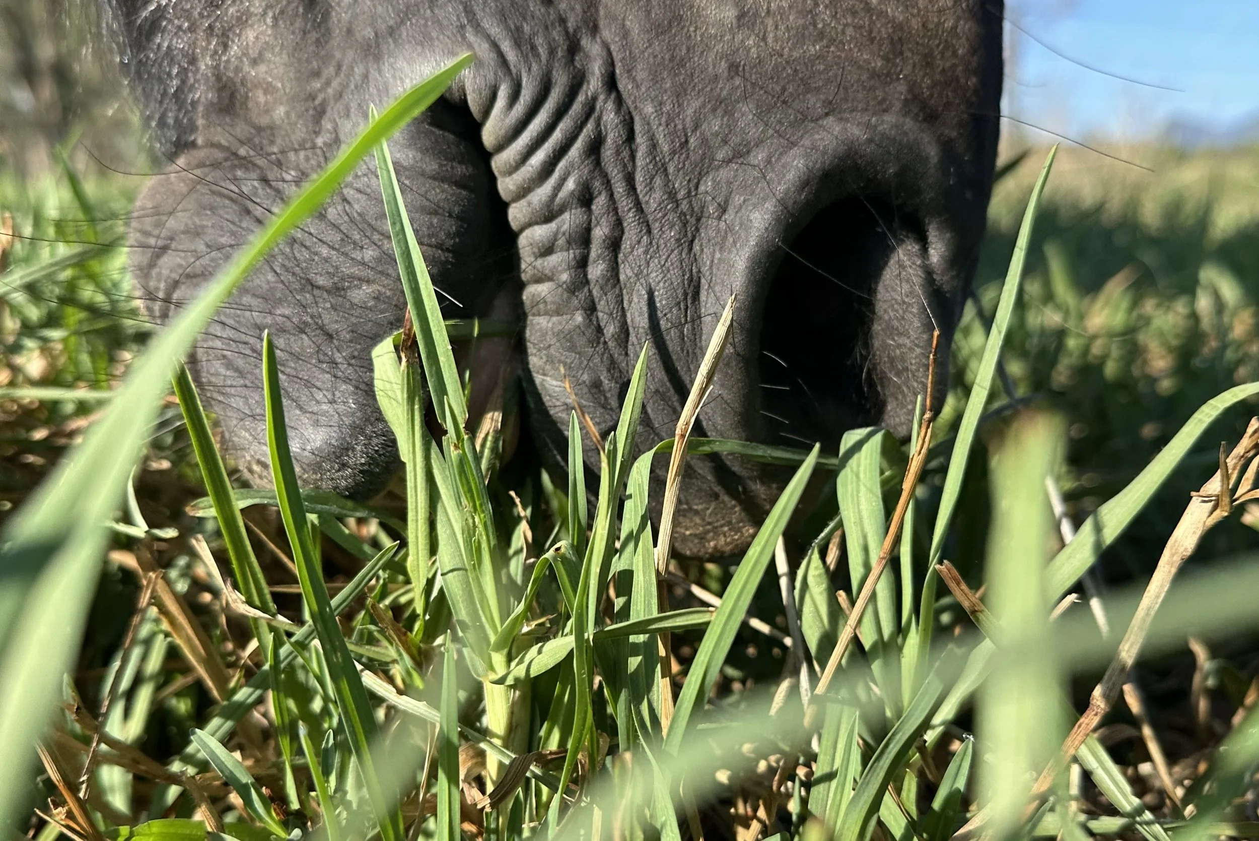 Danger in the Grass