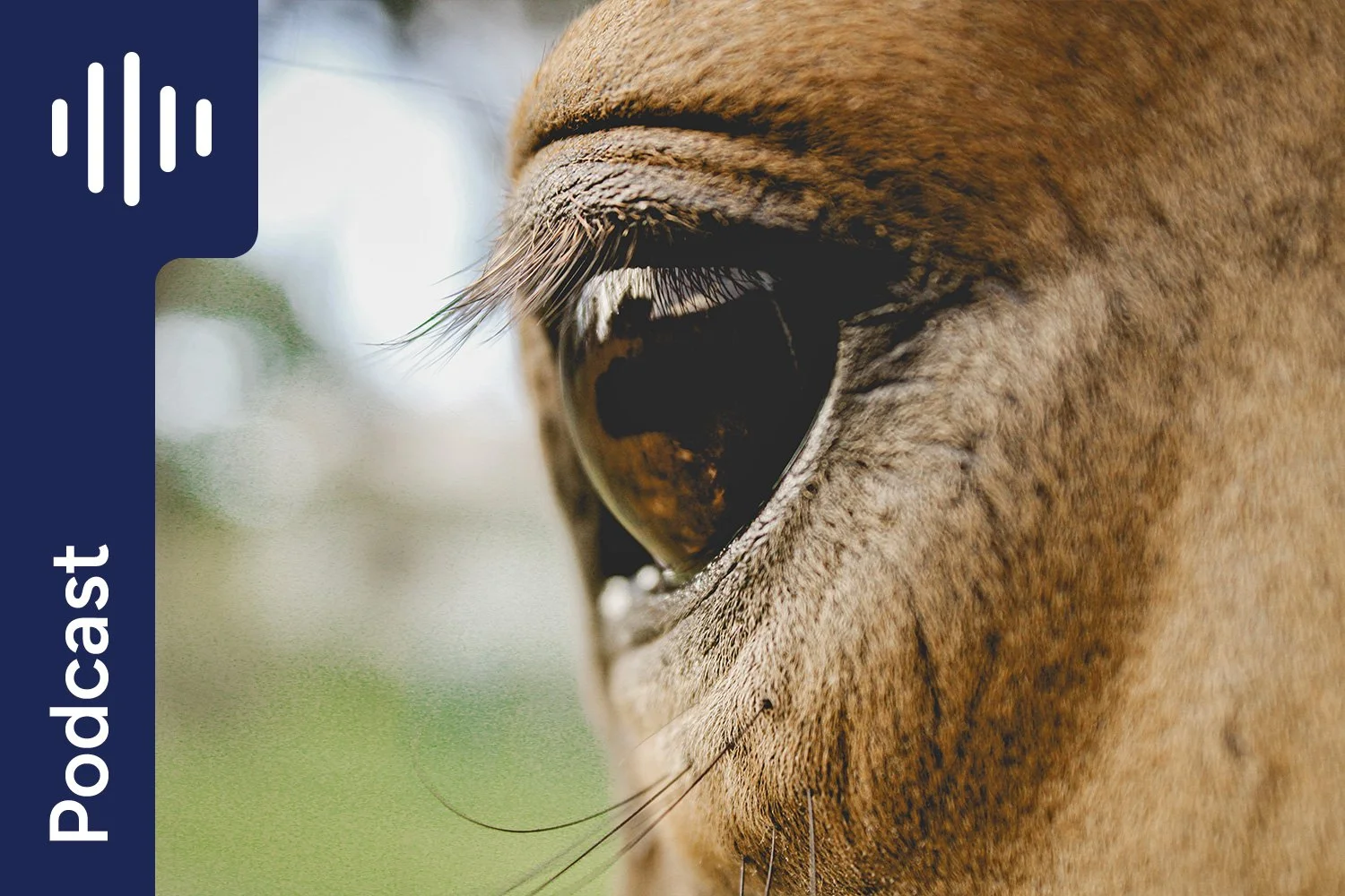Do Calming Supplements for Horses Actually Work?