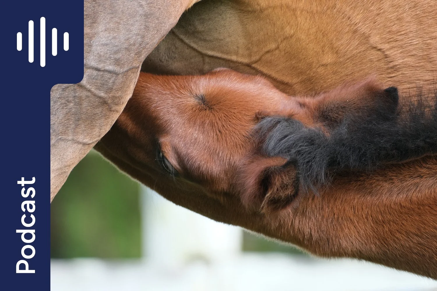 Feeding Pregnant Mares: Why Balanced Nutrition Matters From Day One