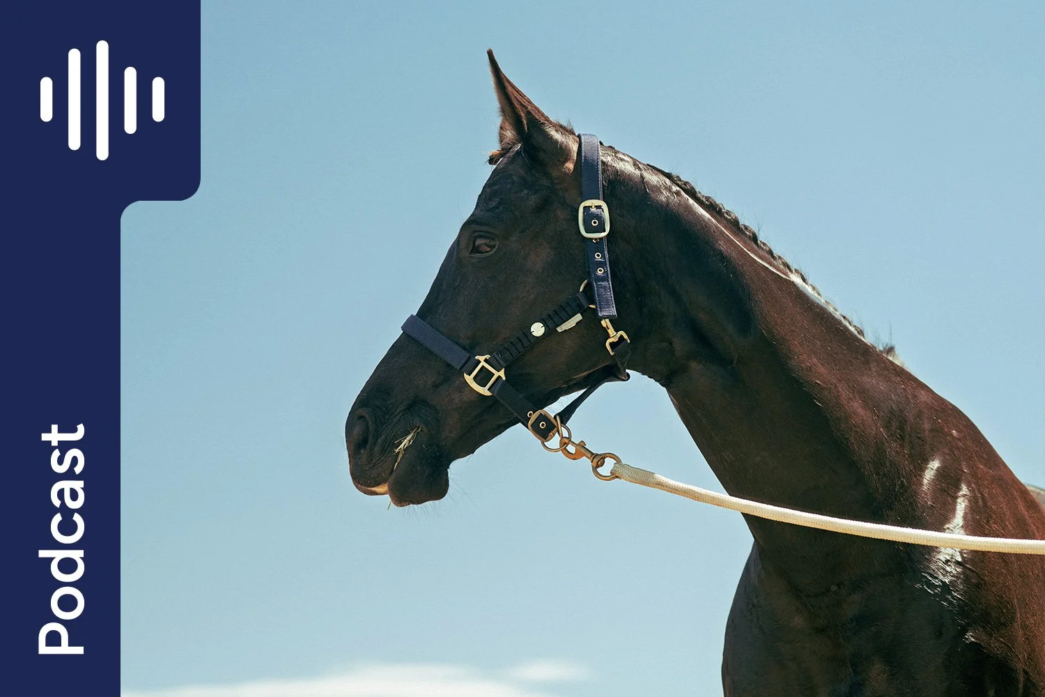 All About Allay: Rebuilding a Horse’s Gut After Racing
