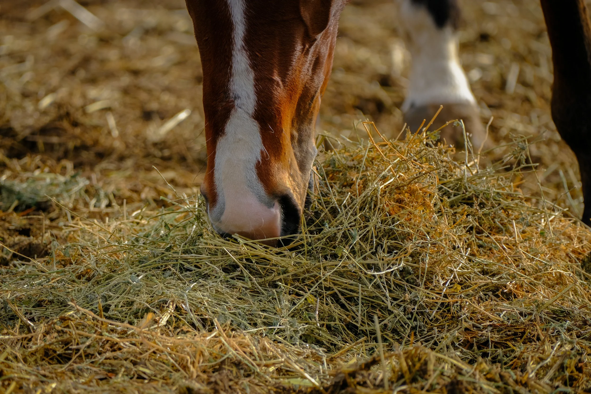 Preventing Gastric Ulcers in Horses: 4 More Nutrition Strategies