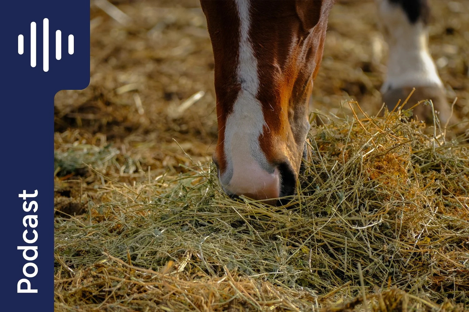 Preventing Gastric Ulcers in Horses: 4 More Nutrition Strategies