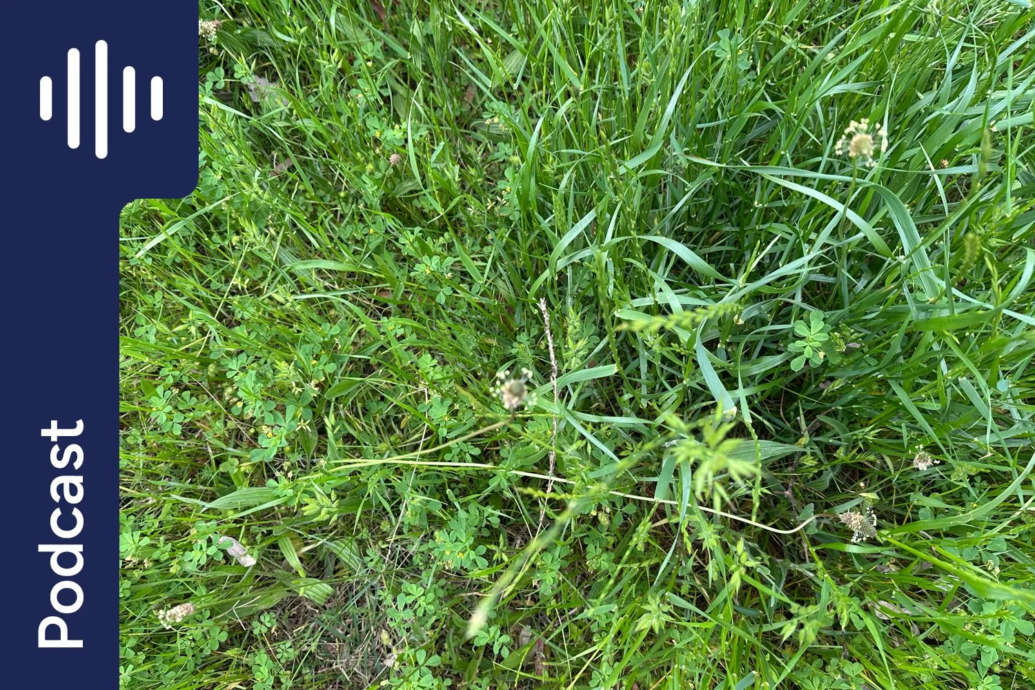 Laminitis &amp; Spring Grass: How to Keep Your Horse Safe
