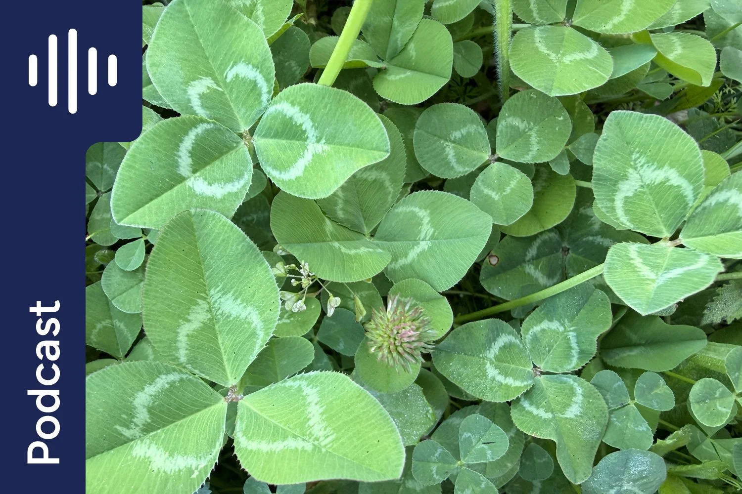 Horse Nutrition Q&amp;A: Clover, Protein, Gut Health &amp; Fibre Diversity