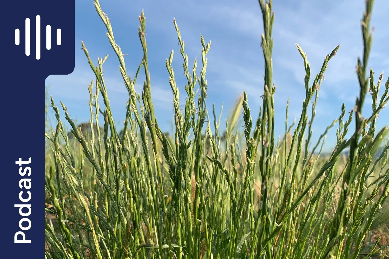 Perennial Ryegrass Mycotoxins: Why Your Horse’s Behaviour May Suddenly Change