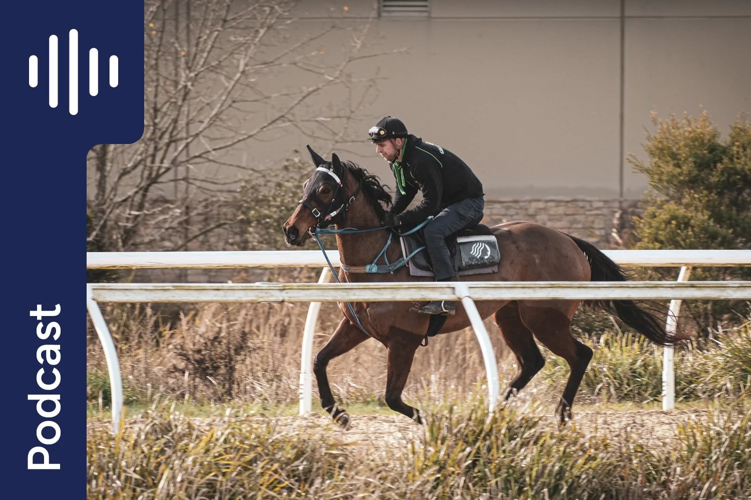 Rethinking Performance Horse Nutrition: Forage, Grain and the Dual Fuel Tanks