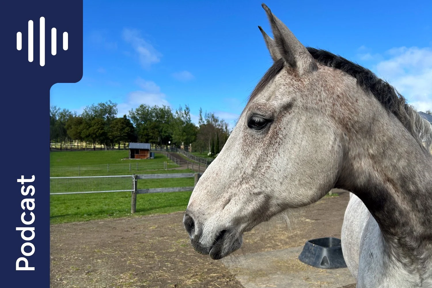 When a Horse’s Gut Health Goes Wrong: Bentley’s Story