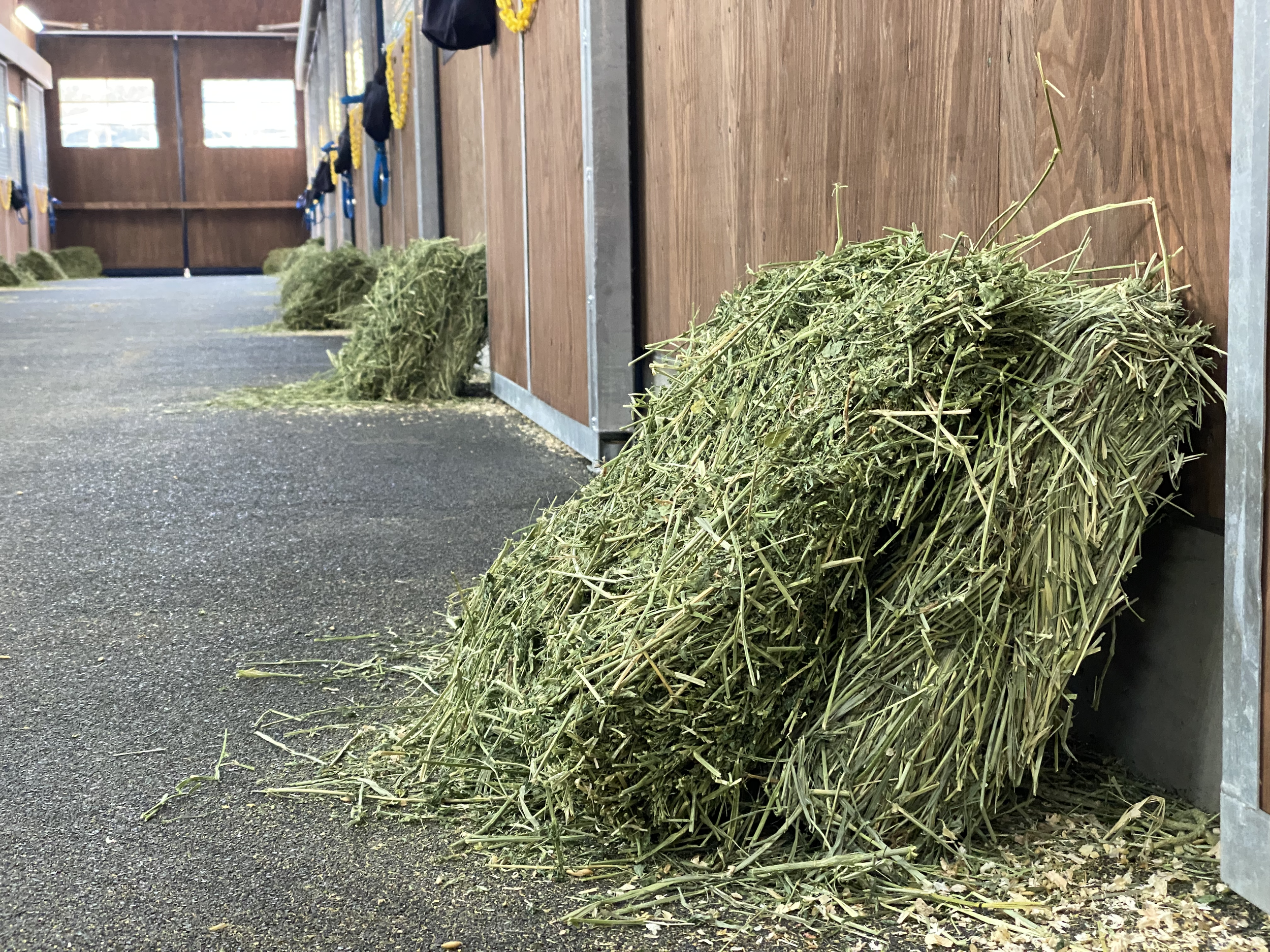 Feeding for a Healthy Gut (And the two things you must do BEFORE reaching for a supplement)