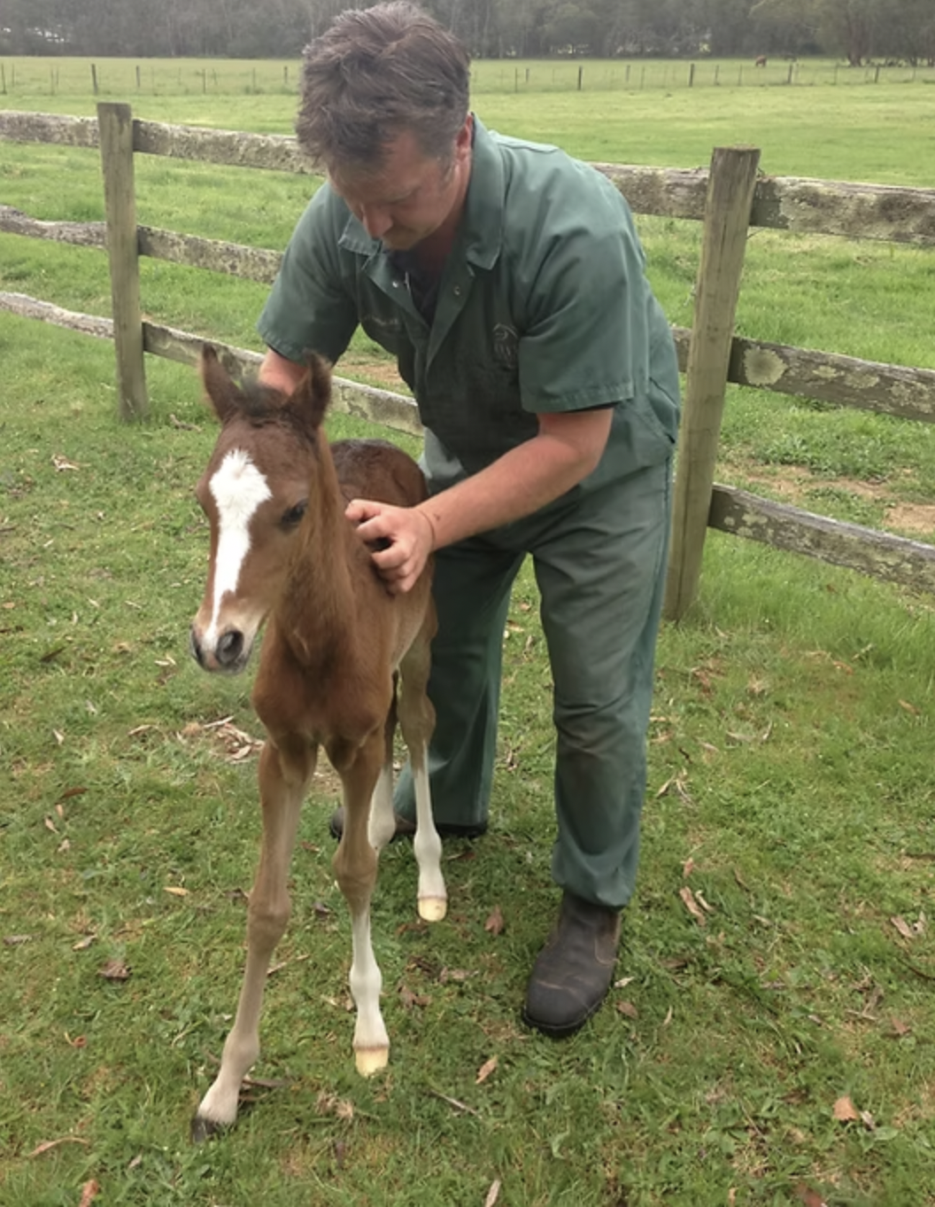 A man in green overalls holding a young brown foal with a white face marking standing on green grass near a wooden fence.