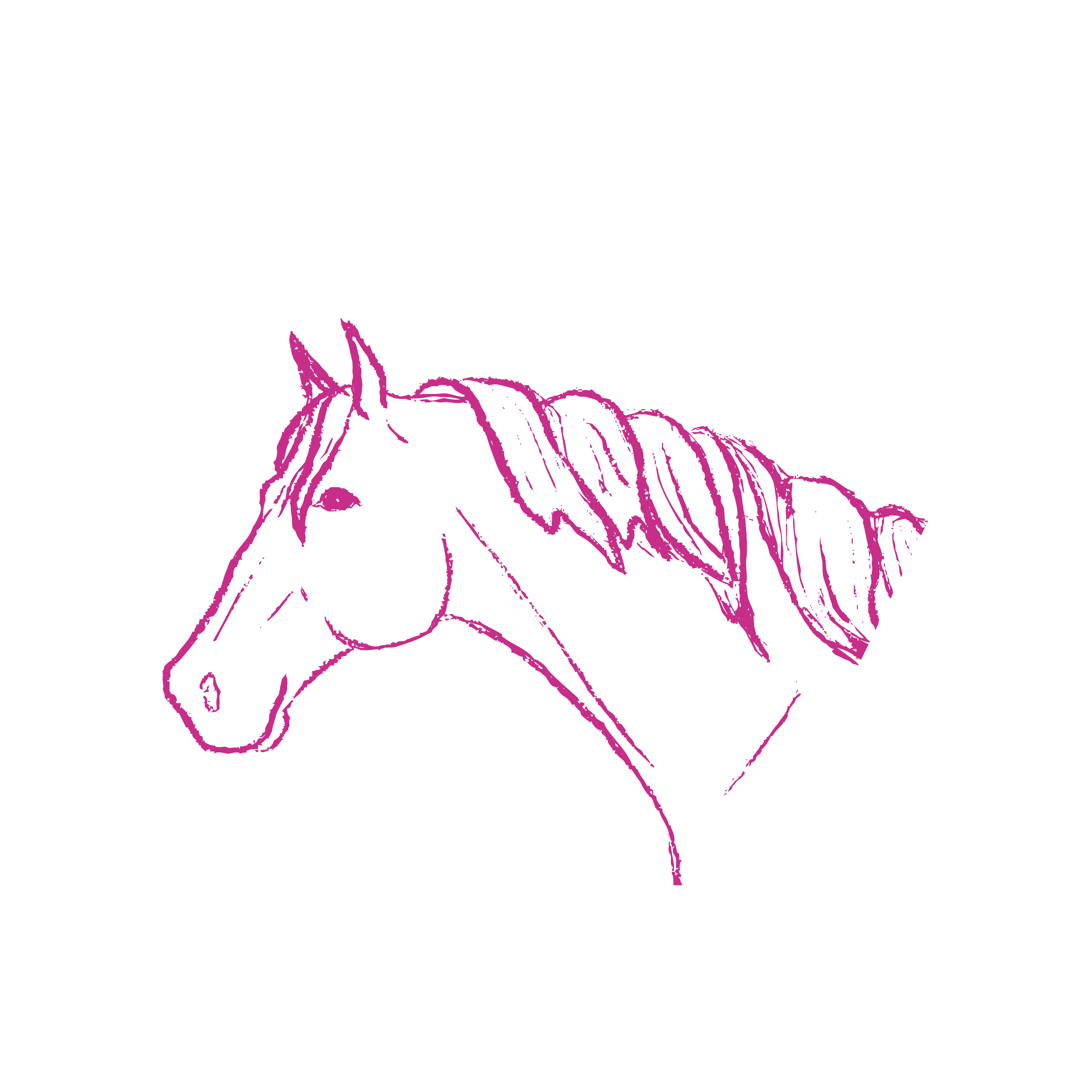 Line drawing of a horse's head, outlined in pink on a black background.