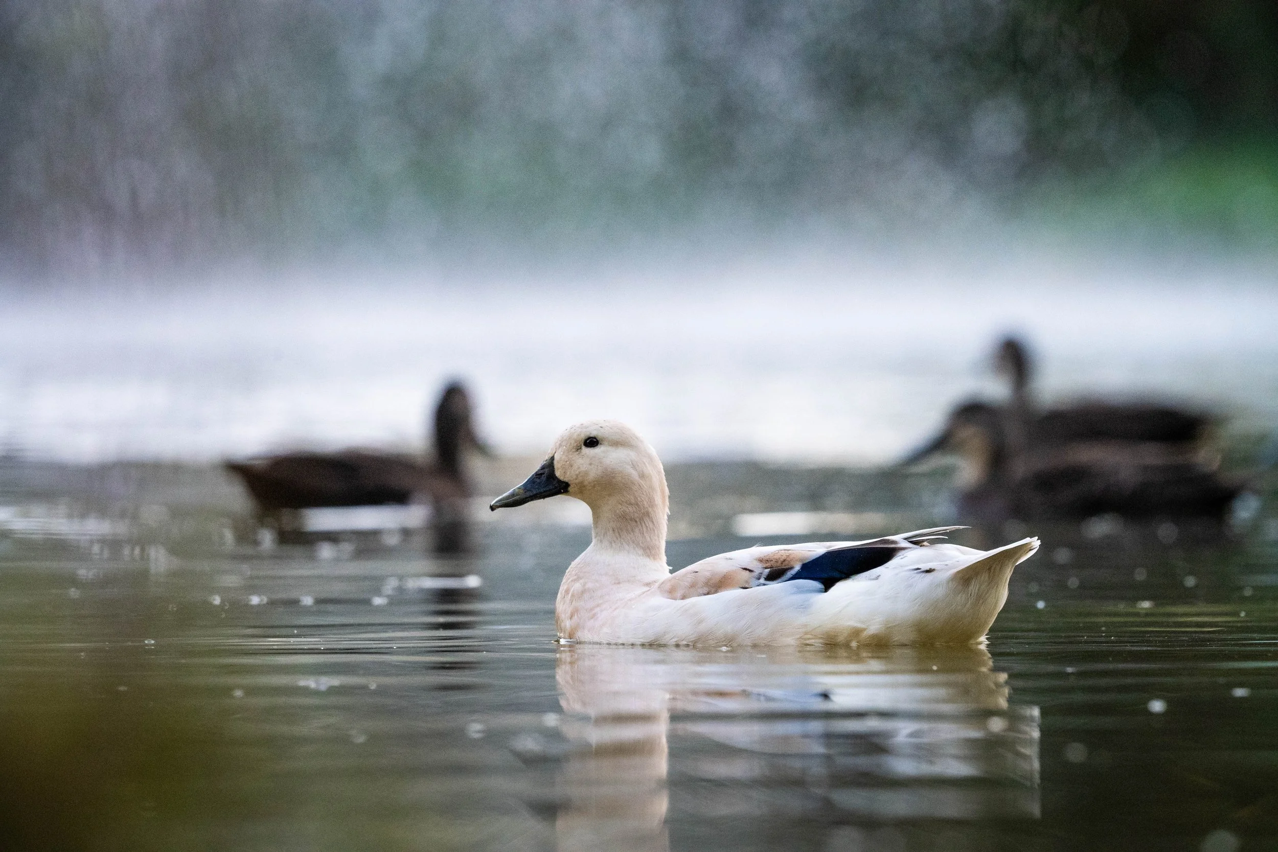 Birding (3 of 4).jpg