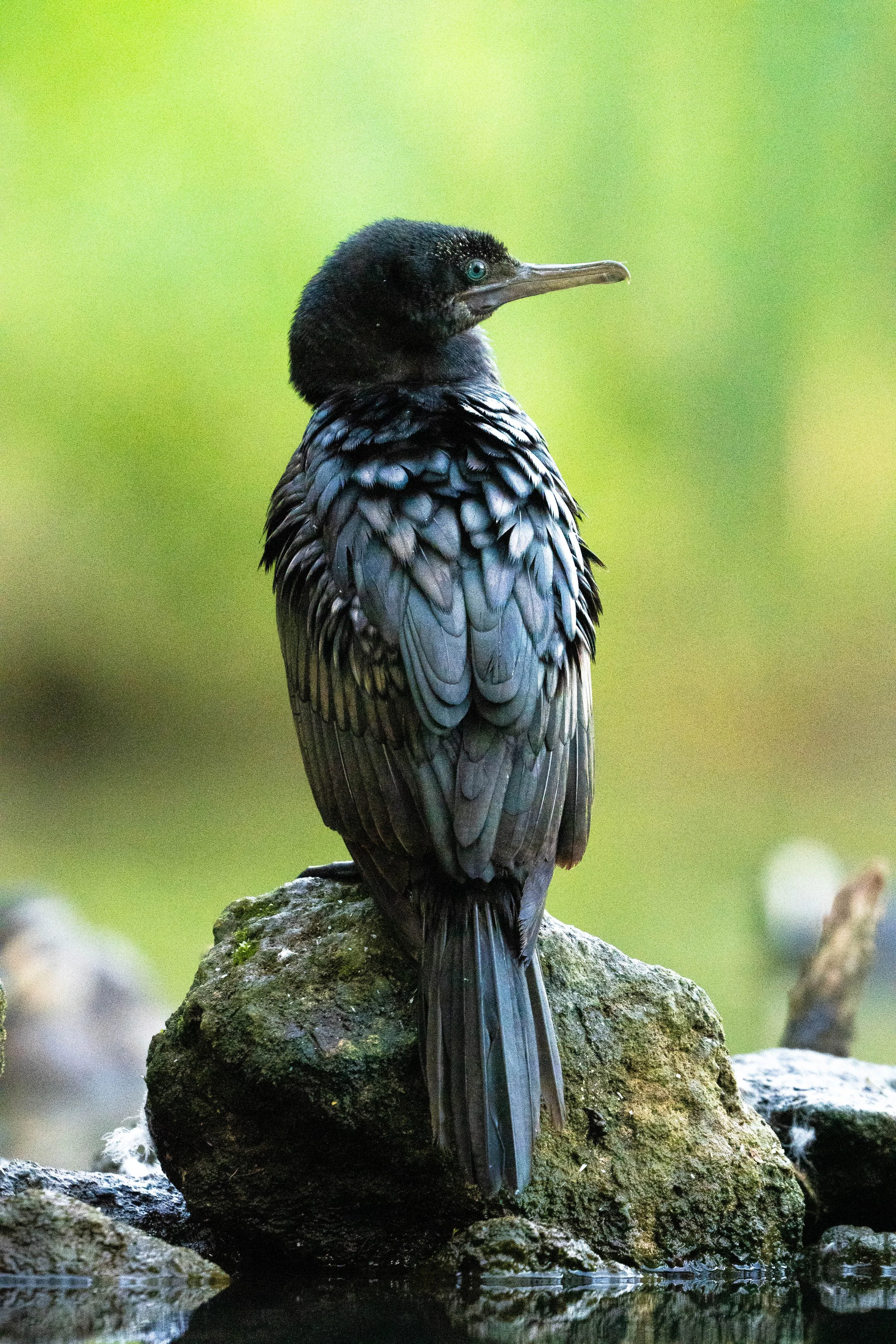 Birding (4 of 4).jpg