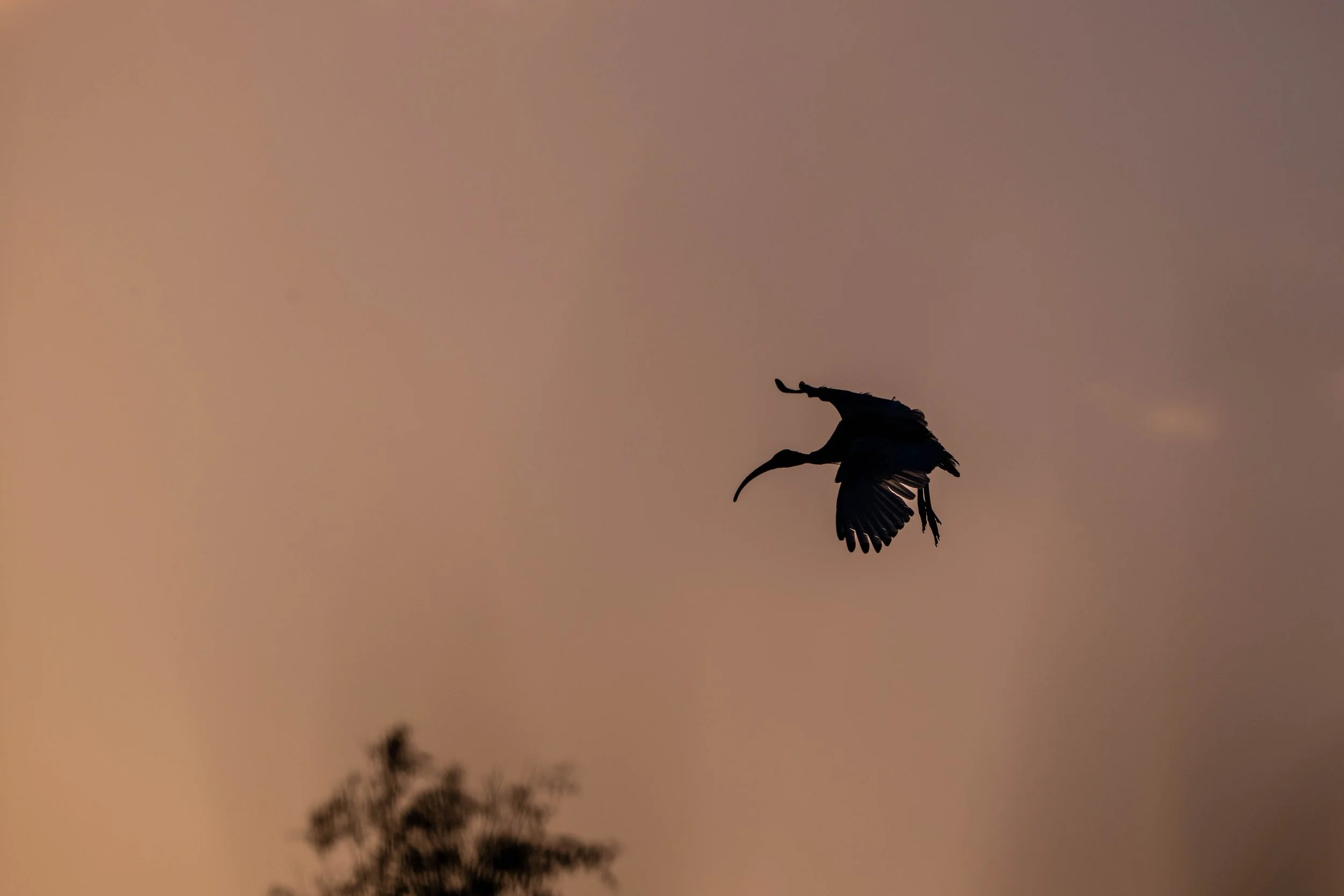 Birding (1 of 3).jpg