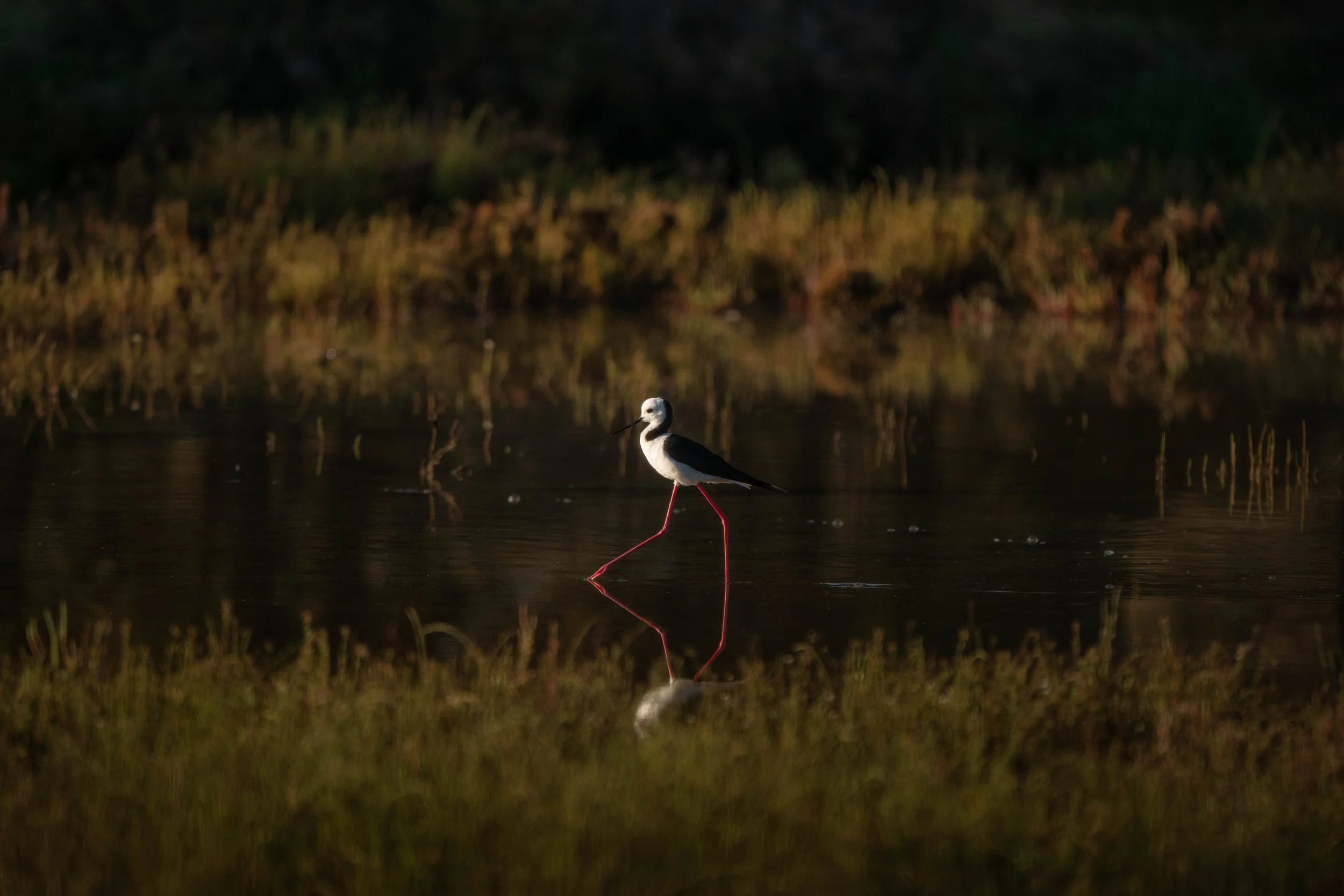 Birding (3 of 3).jpg