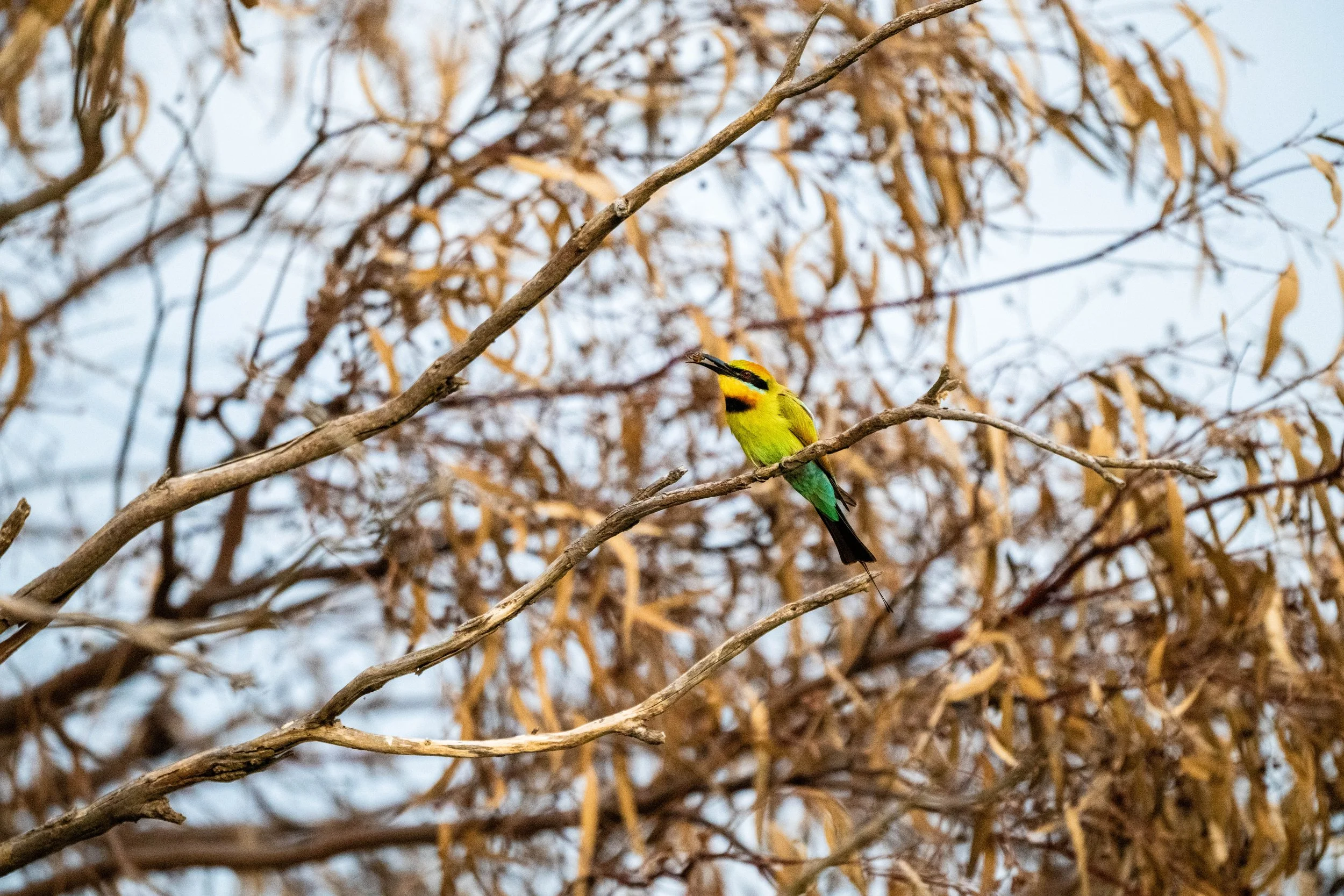 Birding (1 of 1).jpg