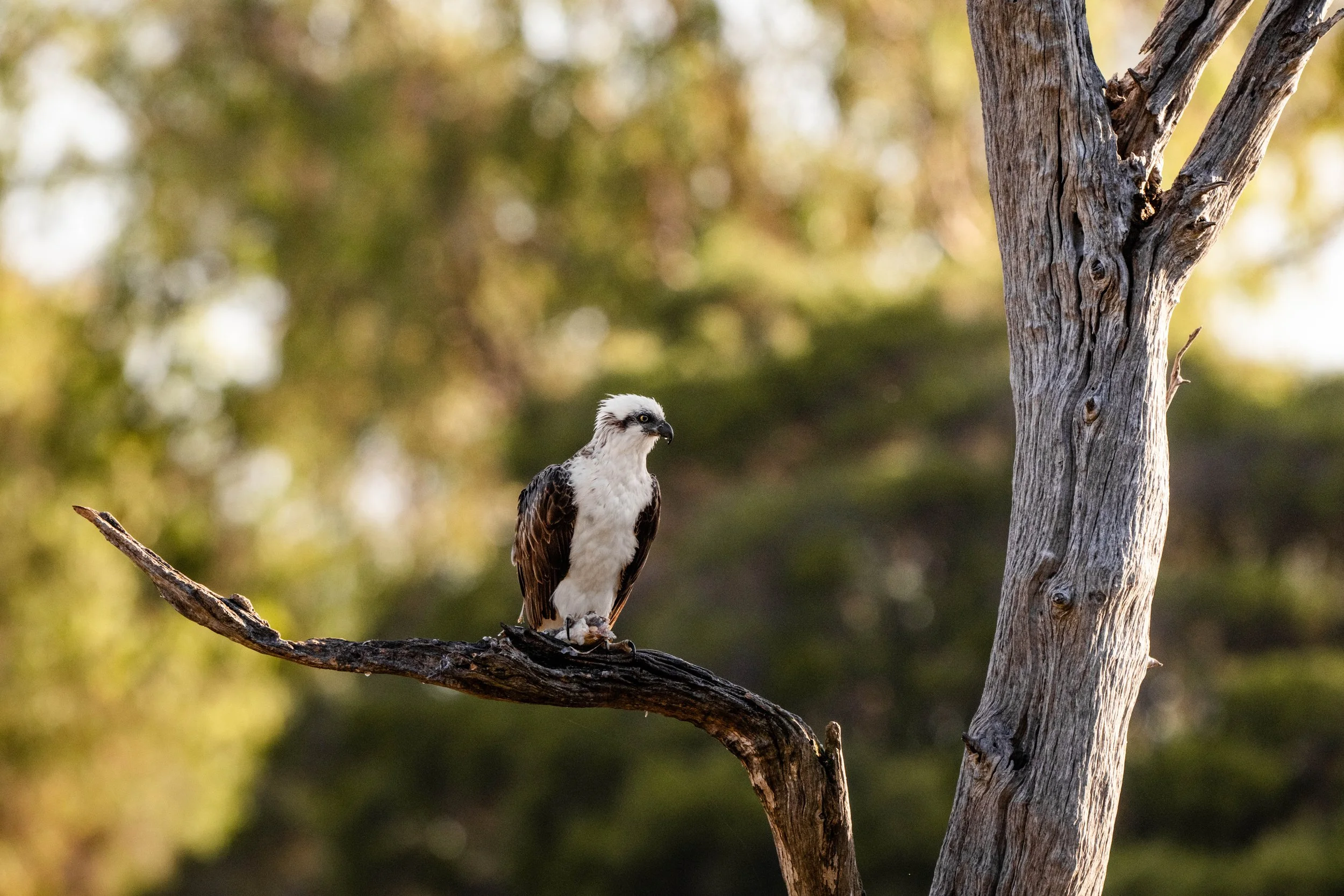 Birding (4 of 5).jpg