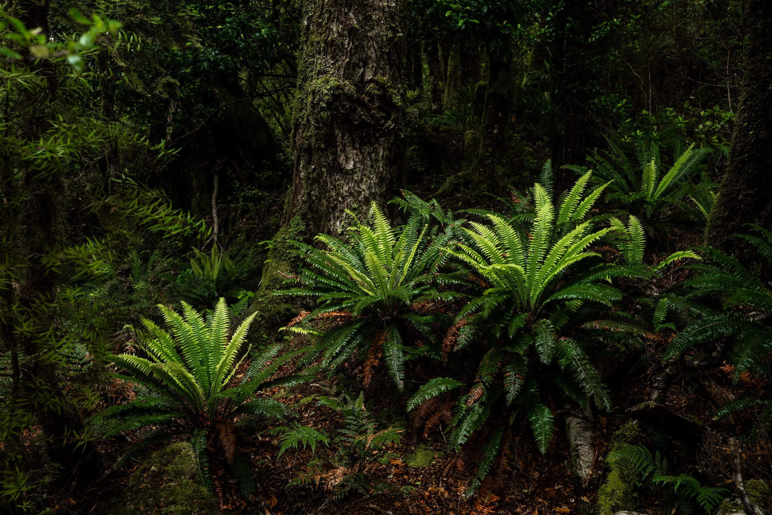 NZ_12_2025 (29 of 37).jpg