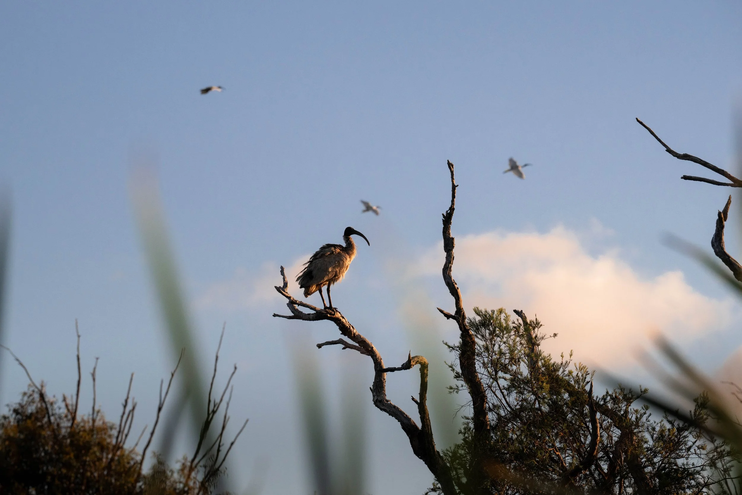 Birding (3 of 5).jpg