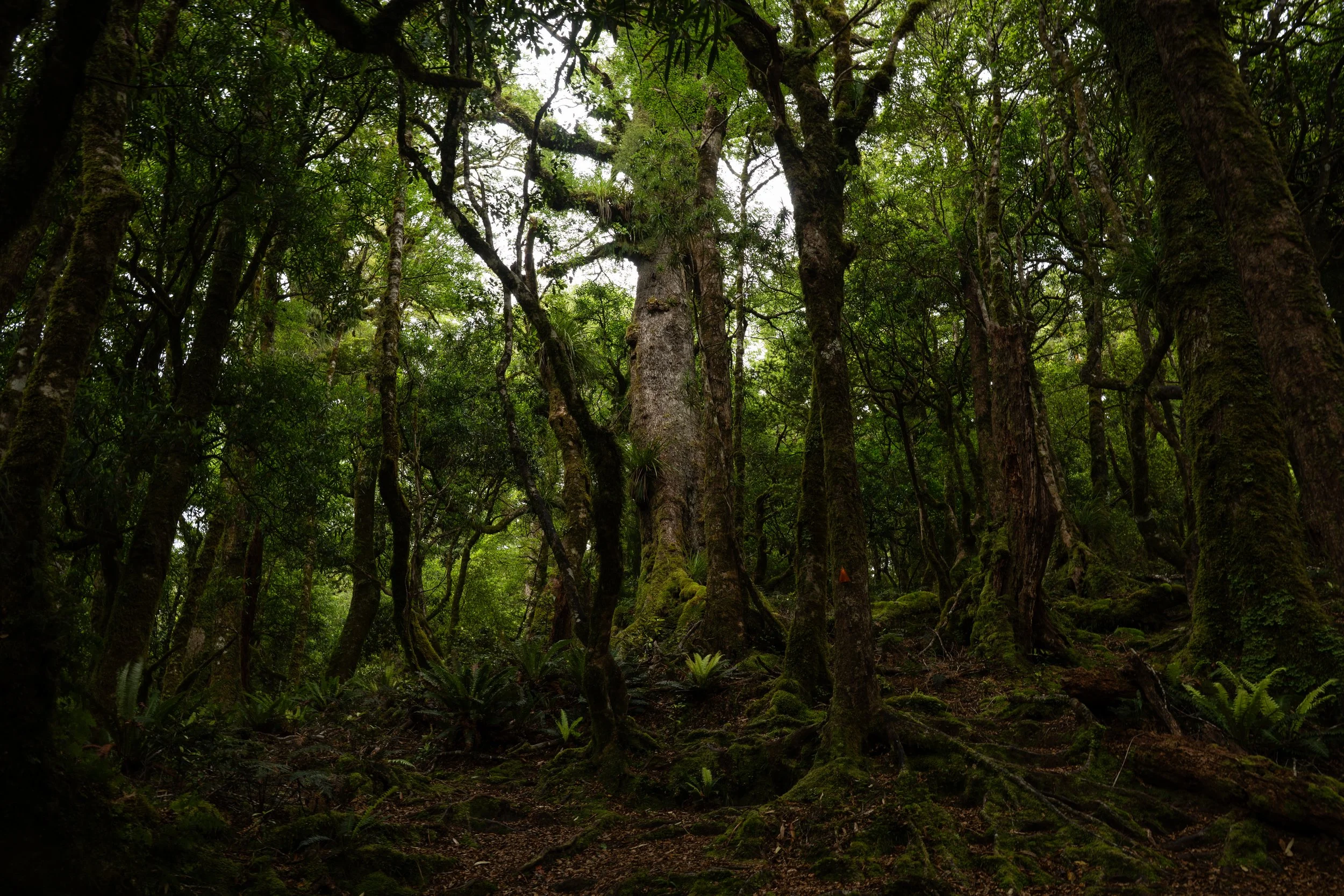 NZ_12_2025 (28 of 37).jpg