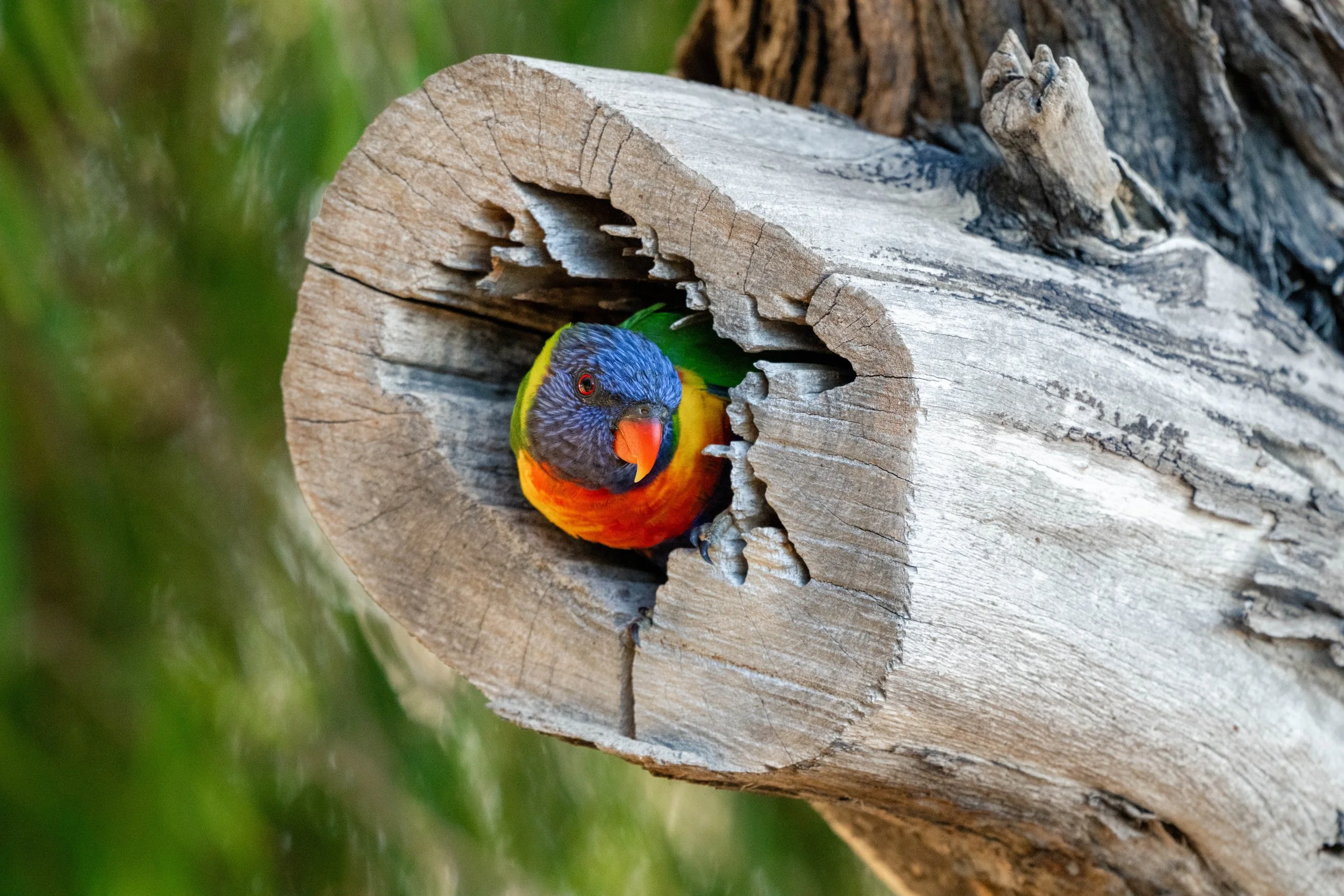 Birding (5 of 5).jpg