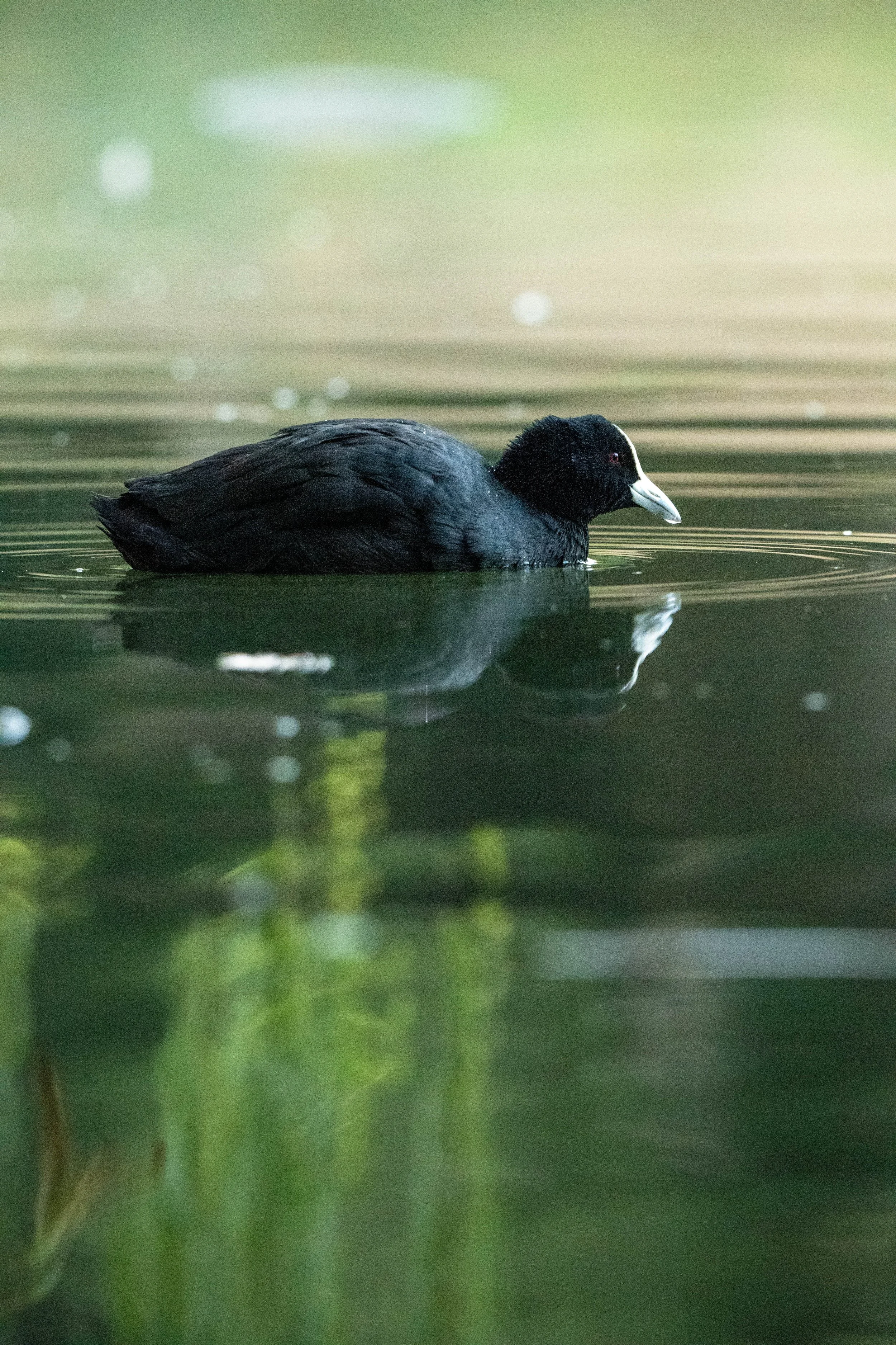 Birding (2 of 4).jpg