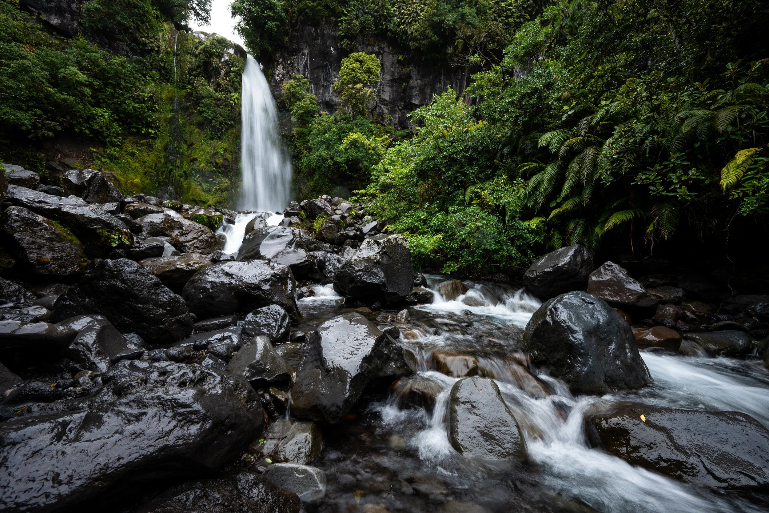 NZ_12_2025 (1 of 37).jpg